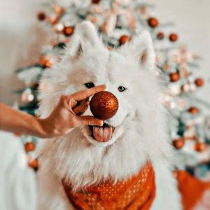 Meet your Posher, Blake